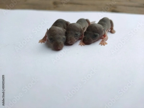 Obraz rat on a branch