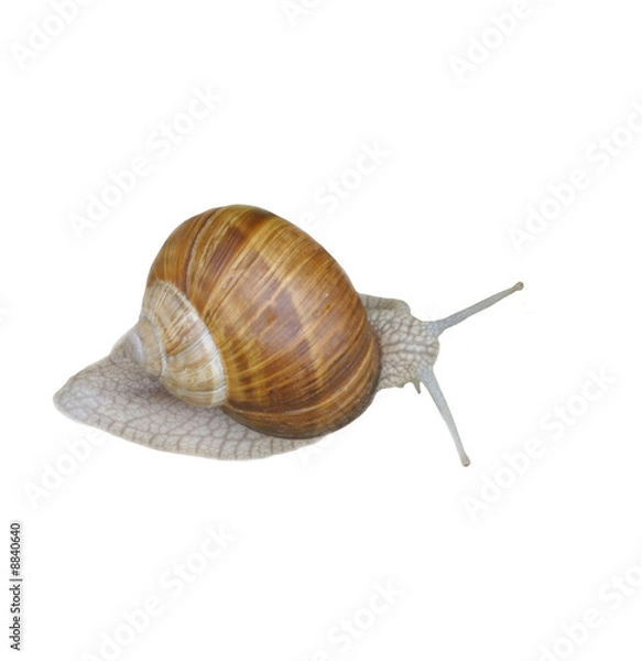 Fototapeta Grey snail isolated on white background.