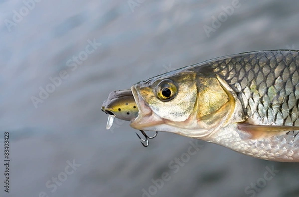 Obraz chub with bait in mouth