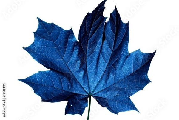 Obraz blaues ahornblatt