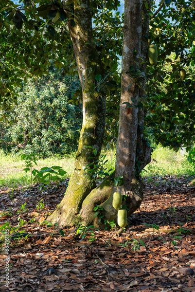 Obraz Artocarpus integer
