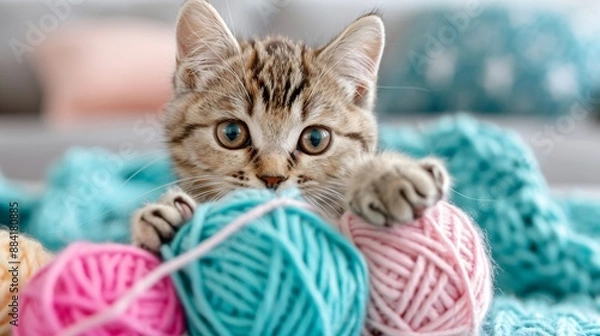 Fototapeta A kitten playing with a ball of yarn, its paws and claws entangled in the thread.