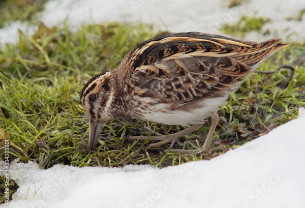 Fototapeta jack snipe (Lymnocryptes minimus) in natural habitat
