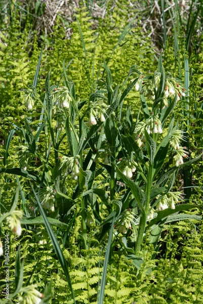 Fototapeta Symphytum officinale,.Consoude blanche, Fougère des marais, Thelipteris palustris