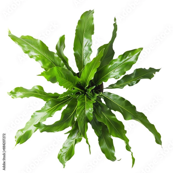 Fototapeta Top view of a lush green bird's nest fern (Asplenium nidus) isolated on white background, perfect for botanical and nature designs.