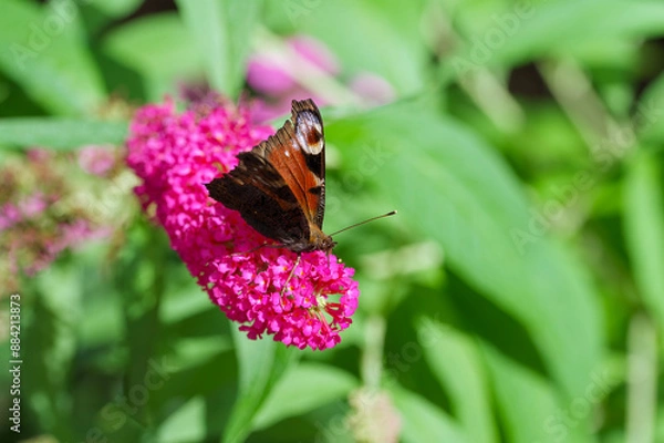 Obraz butterfly on flower