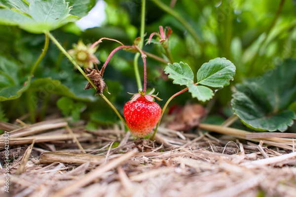 Obraz strawberry in the garden