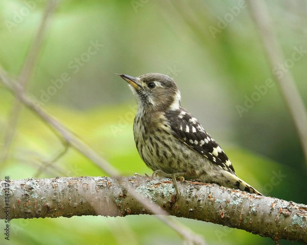 Obraz 公園の幼いコゲラ
