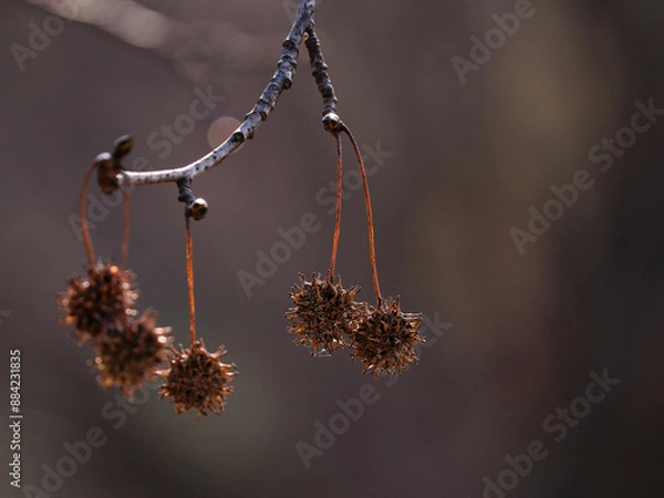 Obraz 垂れ下がるモミジバフウ