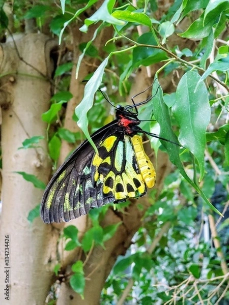 Obraz butterfly on a leaf