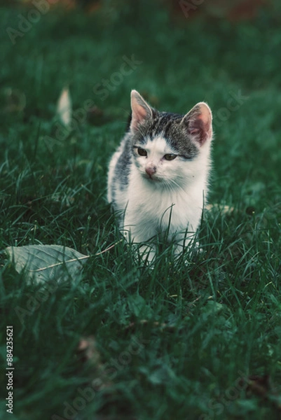 Fototapeta cute little puppy cat in the garden