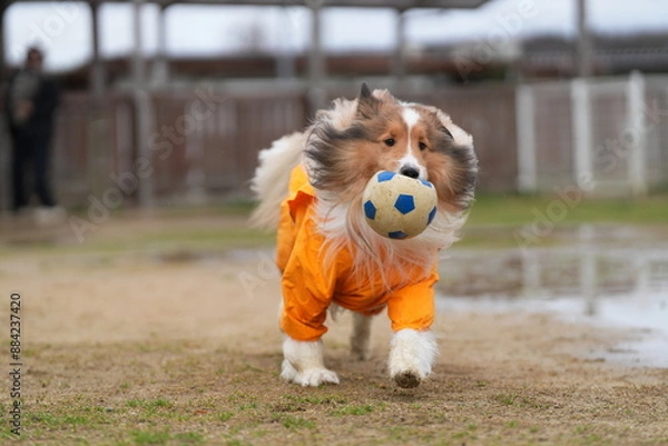 Obraz 雨の日のドッグラン