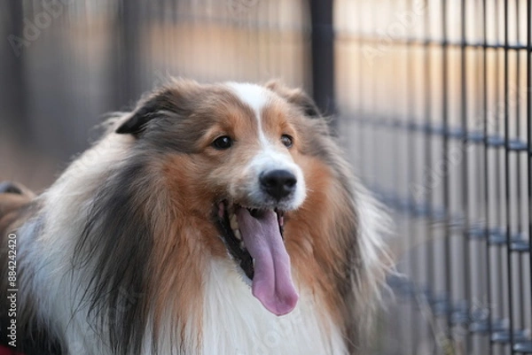 Fototapeta シェルティ