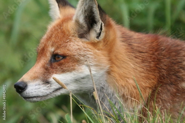 Fototapeta Red Fox