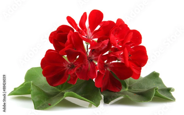 Obraz Kwiaty geranium