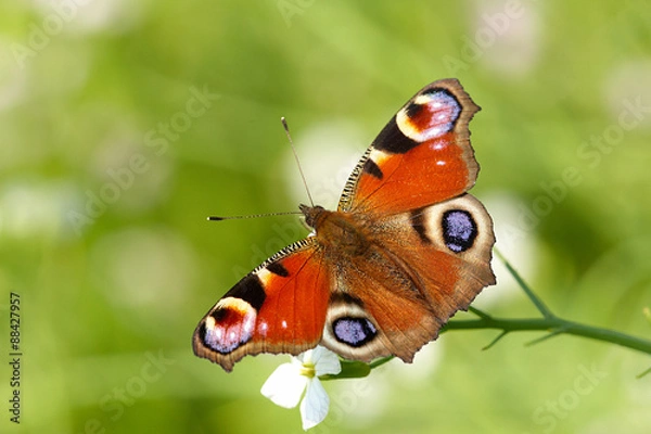 Fototapeta Tagpfauenauge