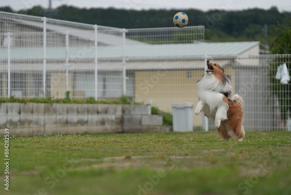 Obraz シェルティ