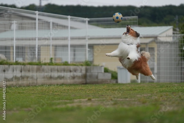 Obraz シェルティ