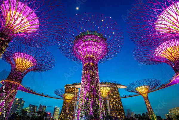 Fototapeta Supertrees at Gardens by the Bay