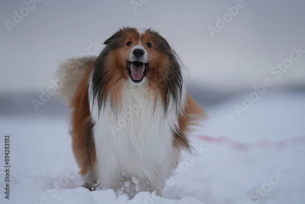 Obraz 雪上のシェルティ