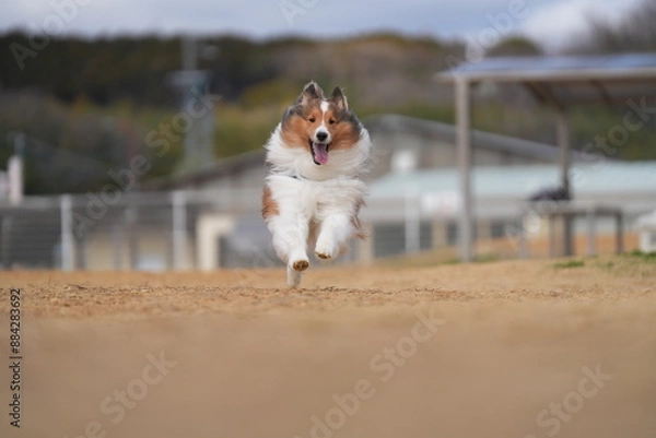 Obraz シェルティ