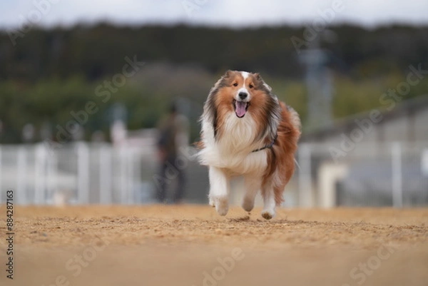 Obraz シェルティ