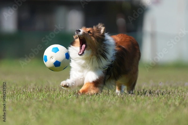 Obraz シェルティ