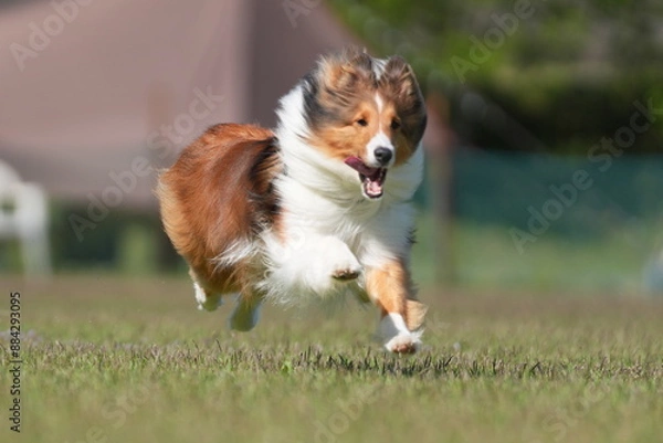 Obraz シェルティ