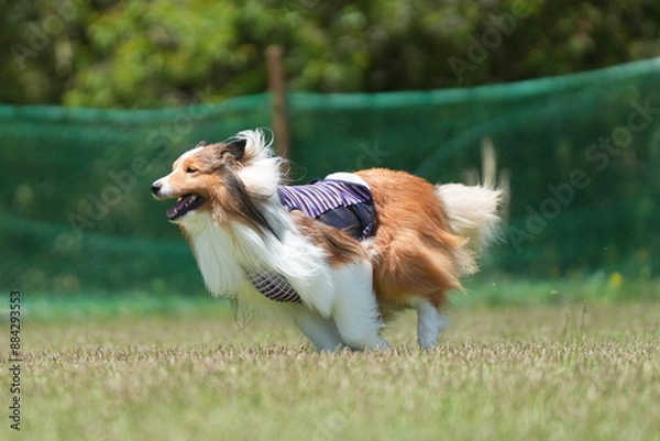 Obraz シェルティ