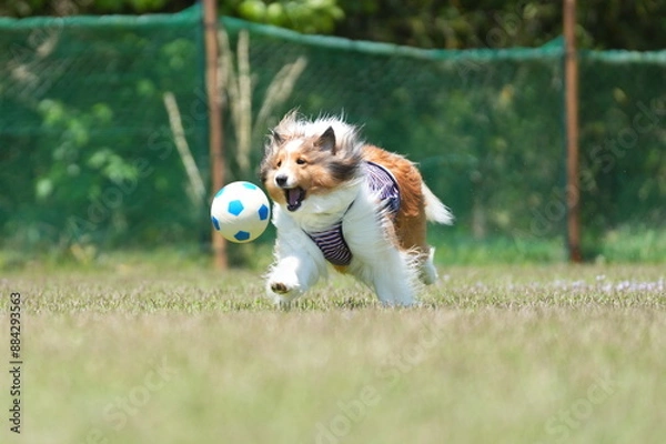 Obraz シェルティ