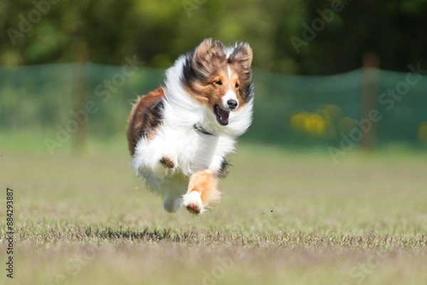 Obraz シェルティ