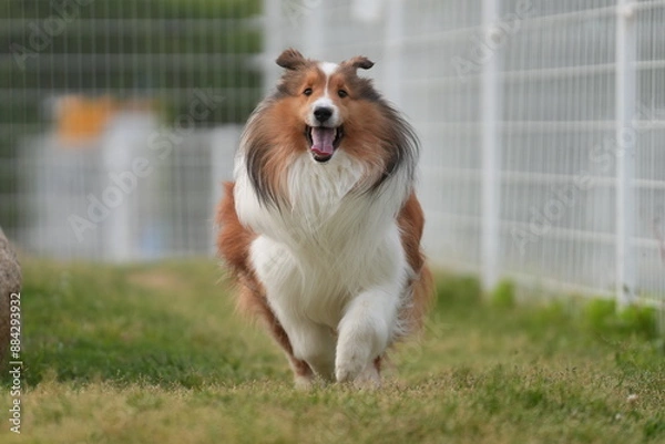 Obraz シェルティ