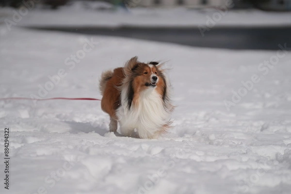Obraz 雪上のシェルティ