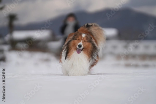 Obraz 雪上のシェルティ