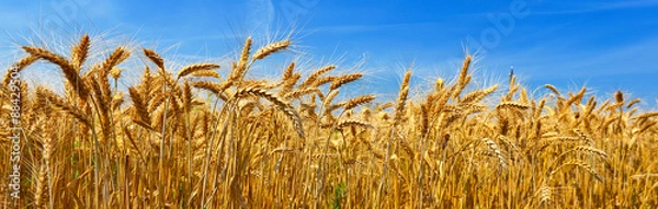 Fototapeta Pszenica