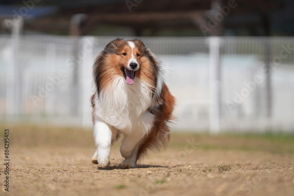 Obraz シェルティ