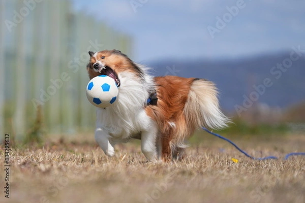 Obraz シェルティ