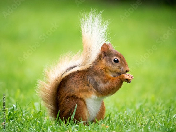 Obraz Red Squirrel, Lake District, UK