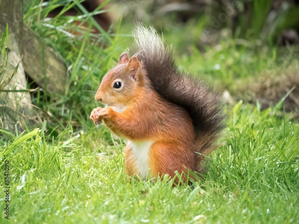 Obraz Red Squirrel, Lake District, UK