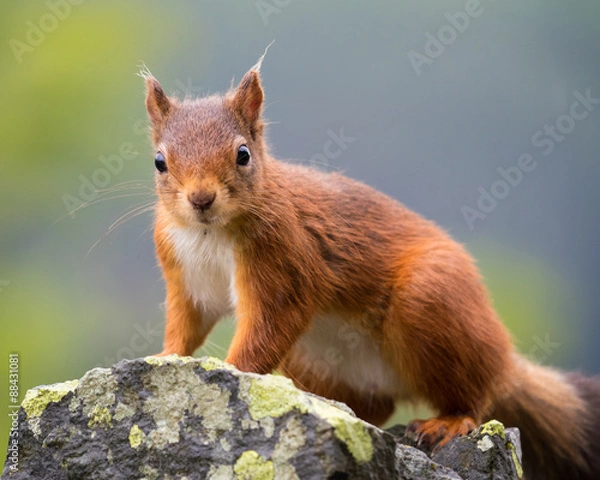 Obraz Red Squirrel, Lake District, UK