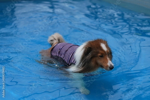 Obraz ドッグプール