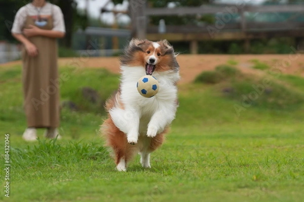 Obraz シェルティ