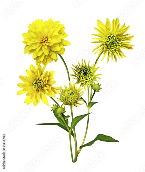 Fototapeta Dahlia flower isolated on white background