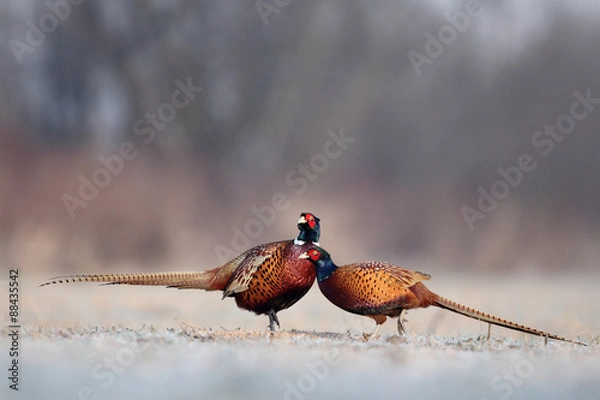 Obraz Pheasant