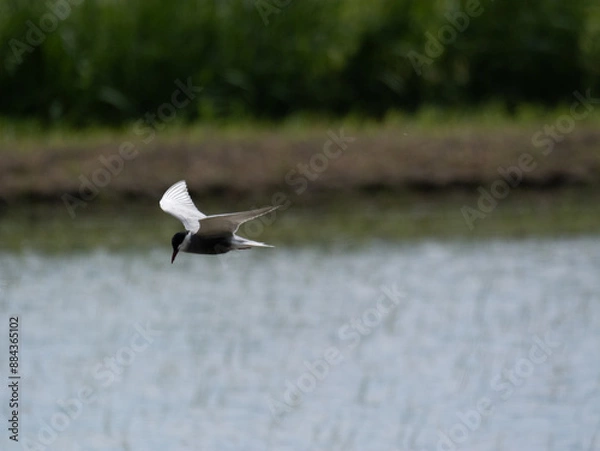 Obraz Common Tern Flying Low Over Water (Sterna hirundo)
