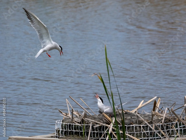 Obraz Common Terns Nesting and in Flight Over a Floating Platform (Sterna hirundo)