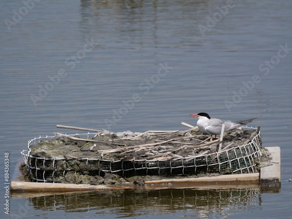 Obraz Common Tern Nesting on a Floating Platform (Sterna hirundo)