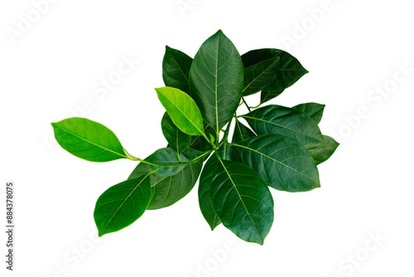 Obraz green leaf isolated on white background