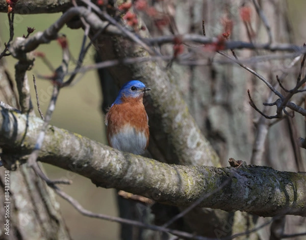 Obraz Bluebird in a Tree