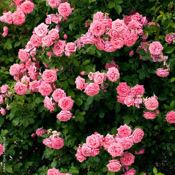 Obraz Pink roses